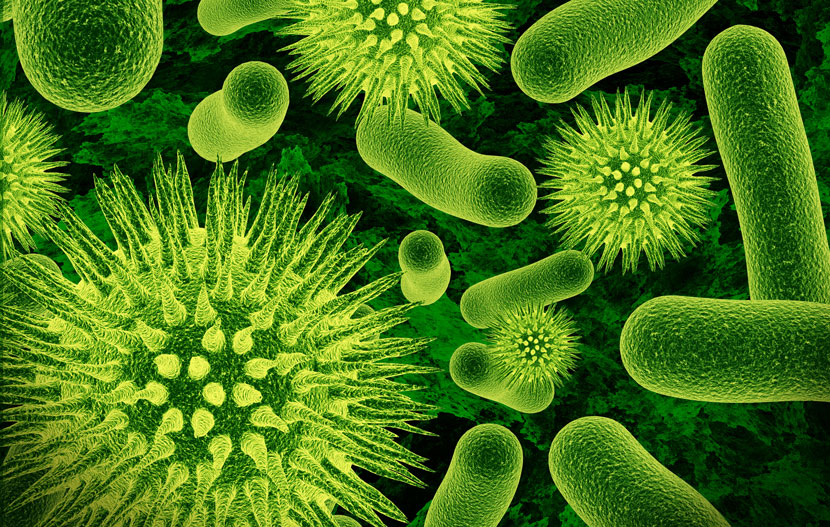 Zdroj bakterií, bakterie