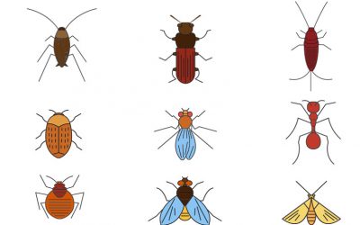 Skoncujte s hmyzem ve vašem bytě. Ekologicky bez použití insekticidů