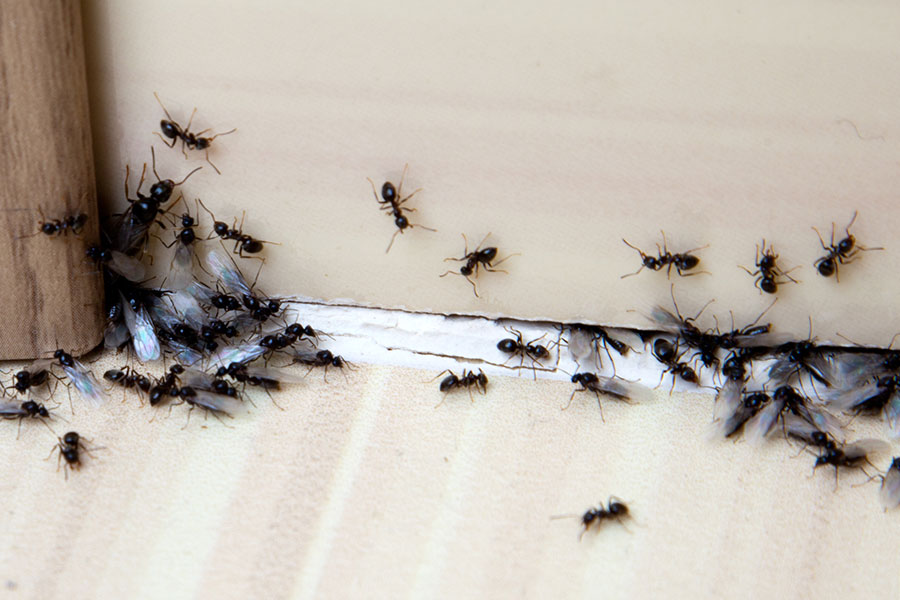 Lepicí páska, na kterou se mravenci nalepí