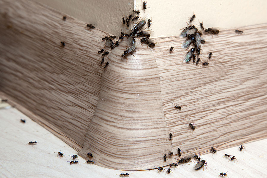 14 způsobů, jak se zbavit mravenců v domácnosti i na zahradě