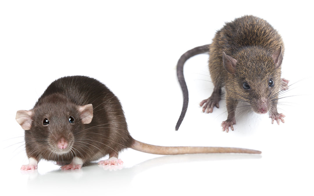 Krysa vs. potkan. Popis a rozdíl mezi těmito hlodavci