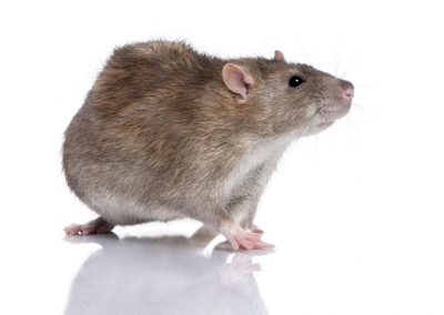 Potkan obecný (Rattus norvegicus)
