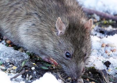 Potkan obecný (Rattus norvegicus)